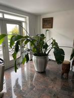 Strelitzia Nicolai - Paradijsvogelplant, Ophalen, 100 tot 150 cm, Overige soorten, Halfschaduw