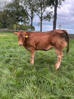 Super vaars kalf 4 maand oud, Dieren en Toebehoren, Runderen, Vrouwelijk