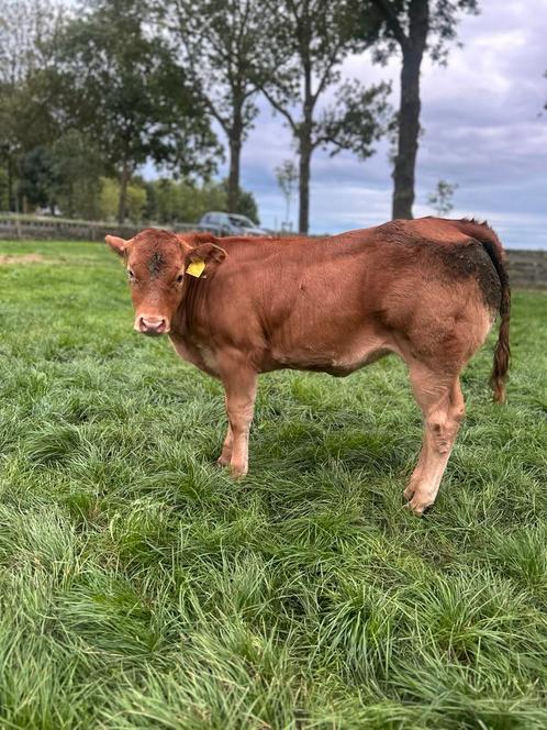 Super vaars kalf 4 maand oud, Dieren en Toebehoren, Runderen, Vrouwelijk