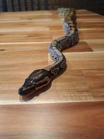 Konings python yellow belly inclusief compleet terrarium, Dieren en Toebehoren, Slang, Met terrarium, 3 tot 6 jaar