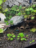 2x L397 en 1x L?, Dieren en Toebehoren, Vissen | Aquariumvissen, Vis