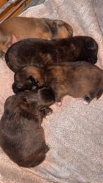 Bijzondere Pomeriaan x Vlinderhond pups – lief & speels, Nederland, Keeshond, Meerdere, Meerdere dieren