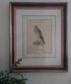 Grote litho grauwe kiekendief roofvogel ingelijst, Ophalen