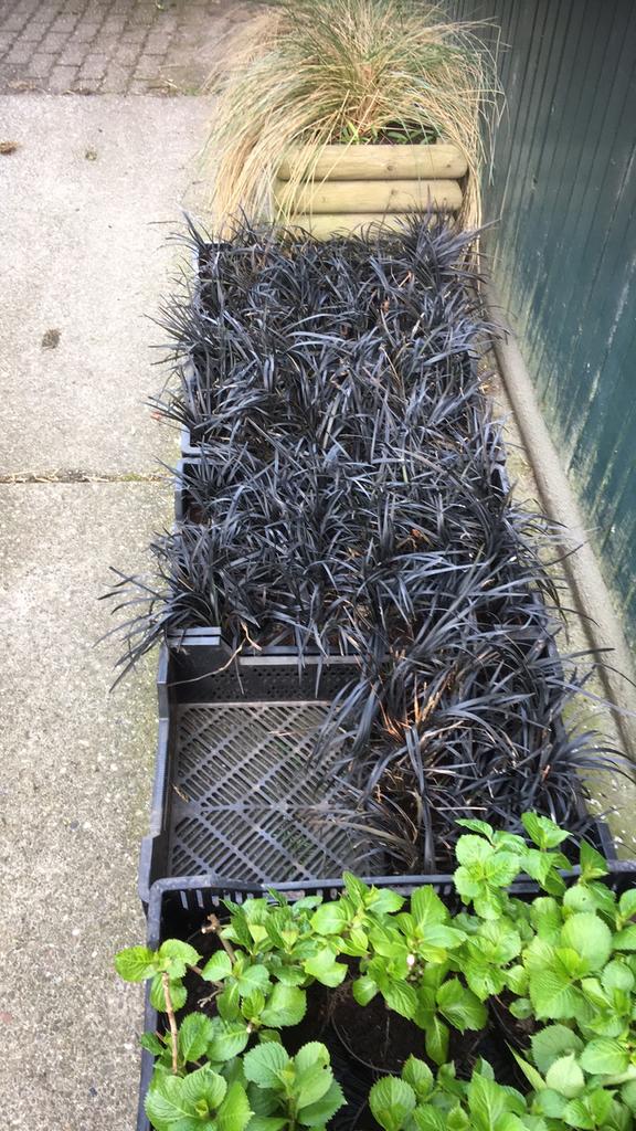 Zwart gras /sier grassen / ophiopogon/slangenbaard, Ophalen, Siergrassen, Volle zon