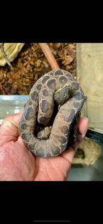 Corallus hortulanus koppel, Dieren en Toebehoren, Slang, Tam, 3 tot 6 jaar