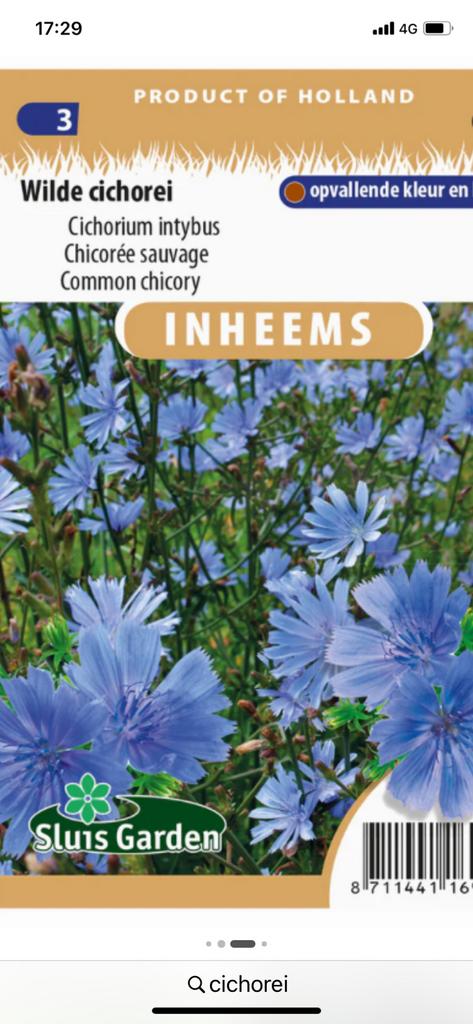 Cichorei plantjes met mooie blauwe bloemen, Ophalen, Volle zon, Vaste plant, Kruiden