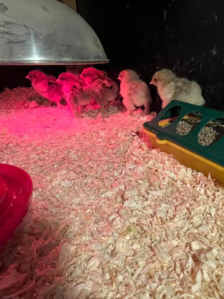 Brahma groot kuikens, Dieren en Toebehoren, Pluimvee, Kip, Geslacht onbekend