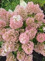 Hortensia Hydrangea Paniculata, Ophalen, Hortensia, Minder dan 100 cm
