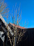 Perenboom, Tuin en Terras, Planten | Bomen, Ophalen, Volle zon, Overige soorten