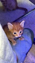 Kittens allen nog die grijze over 2 oranje, Poes, Ontwormd