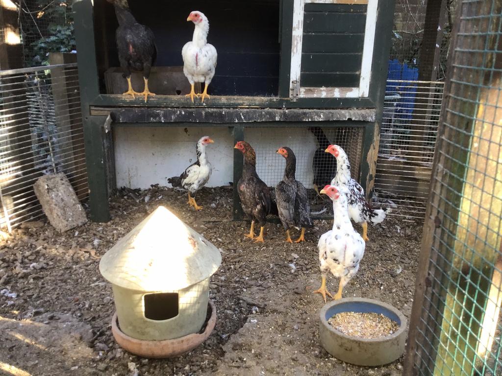Broedeieren Ko shamo, Dieren en Toebehoren