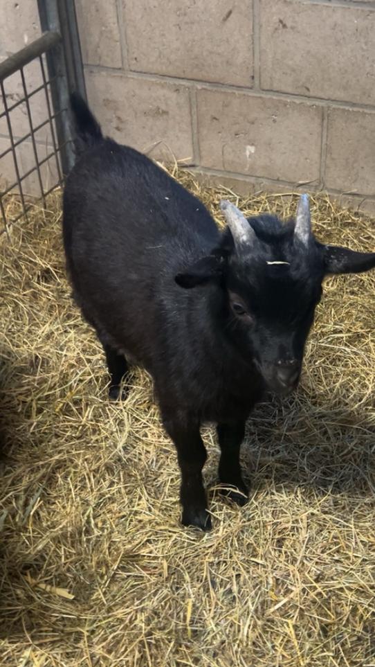 Mooie bok,dwerg geit., Dieren en Toebehoren, Mannelijk, Geit, 0 tot 2 jaar