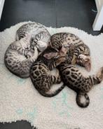 1 KITTEN OVER | Raszuivere Bengaal kittens, Meerdere dieren, Met stamboom, 0 tot 2 jaar