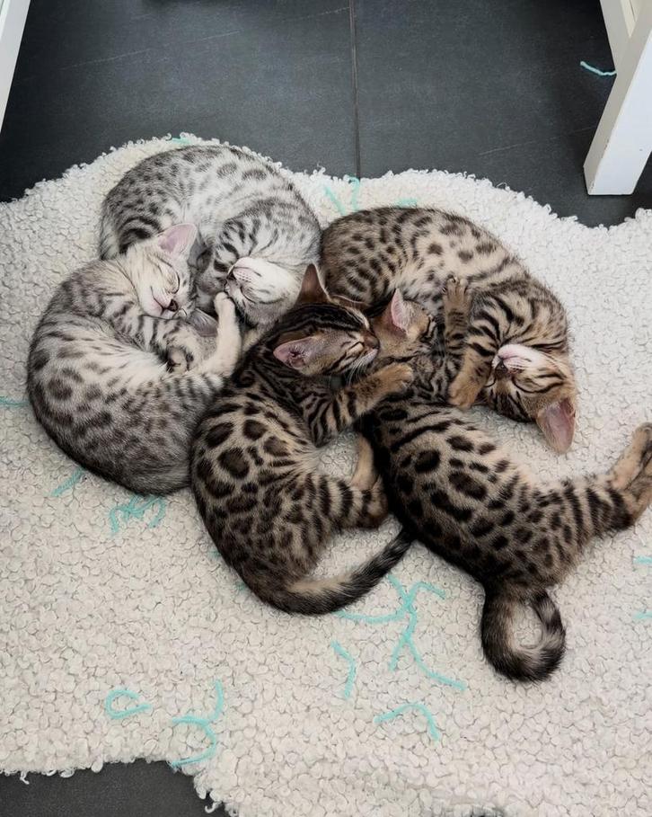 1 KITTEN OVER | Raszuivere Bengaal kittens, Dieren en Toebehoren, Katten en Kittens | Raskatten | Korthaar, Meerdere dieren, 0 tot 2 jaar