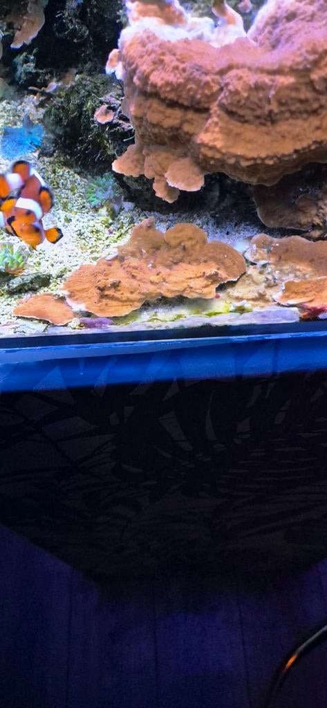 Montipora voor zeeaquarium, Ophalen