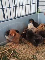 kuikentjes, 1 week oud, Dieren en Toebehoren, Pluimvee, Geslacht onbekend, Kip
