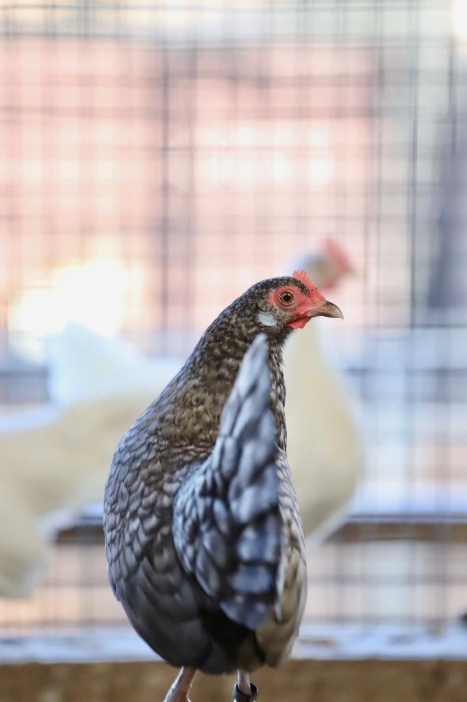 Hollandse kriel | Parmantige kippen | Passend advies, Dieren en Toebehoren, Vrouwelijk, Kip