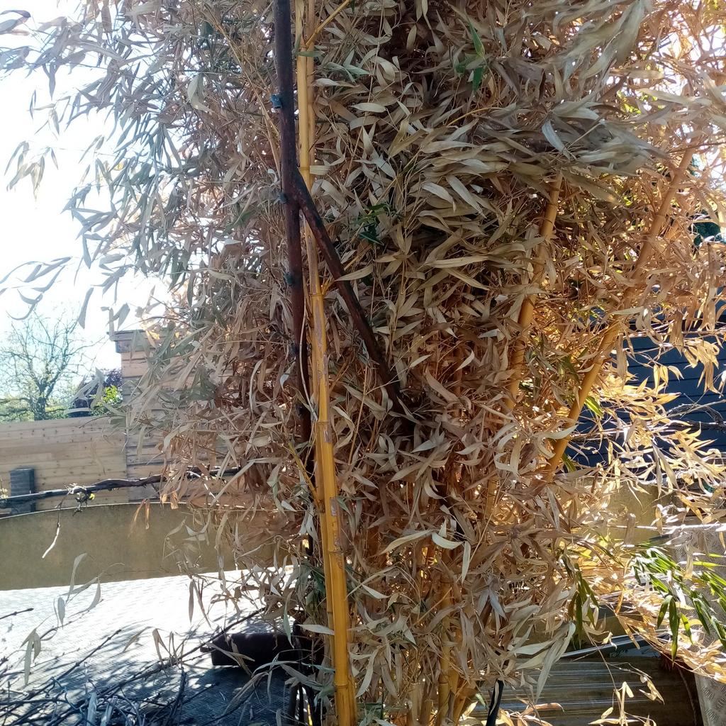 Bamboestokken, Tuin en Terras, Ophalen, Volle zon, Overige soorten, Minder dan 100 cm