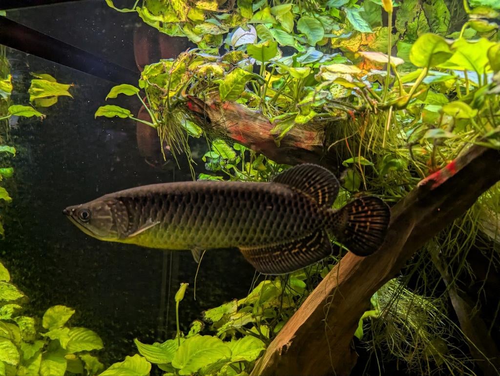 Scleropages jardini - Jardini arowana, Dieren en Toebehoren, Vissen | Aquariumvissen, Vis