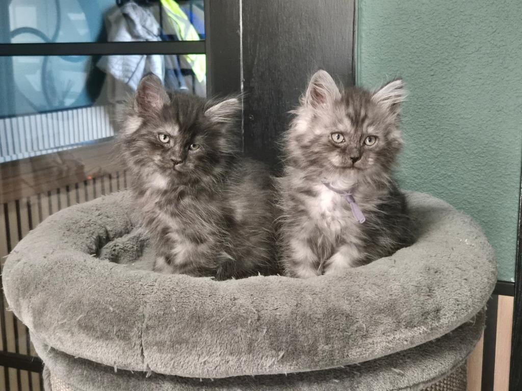 Maine Coon kittens nog drie katertjes, Dieren en Toebehoren, Katten en Kittens | Raskatten | Langhaar, Meerdere dieren, Gechipt