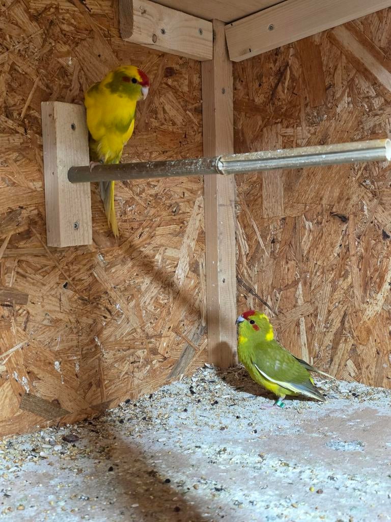 Kakariki, Meerdere dieren, Parkiet