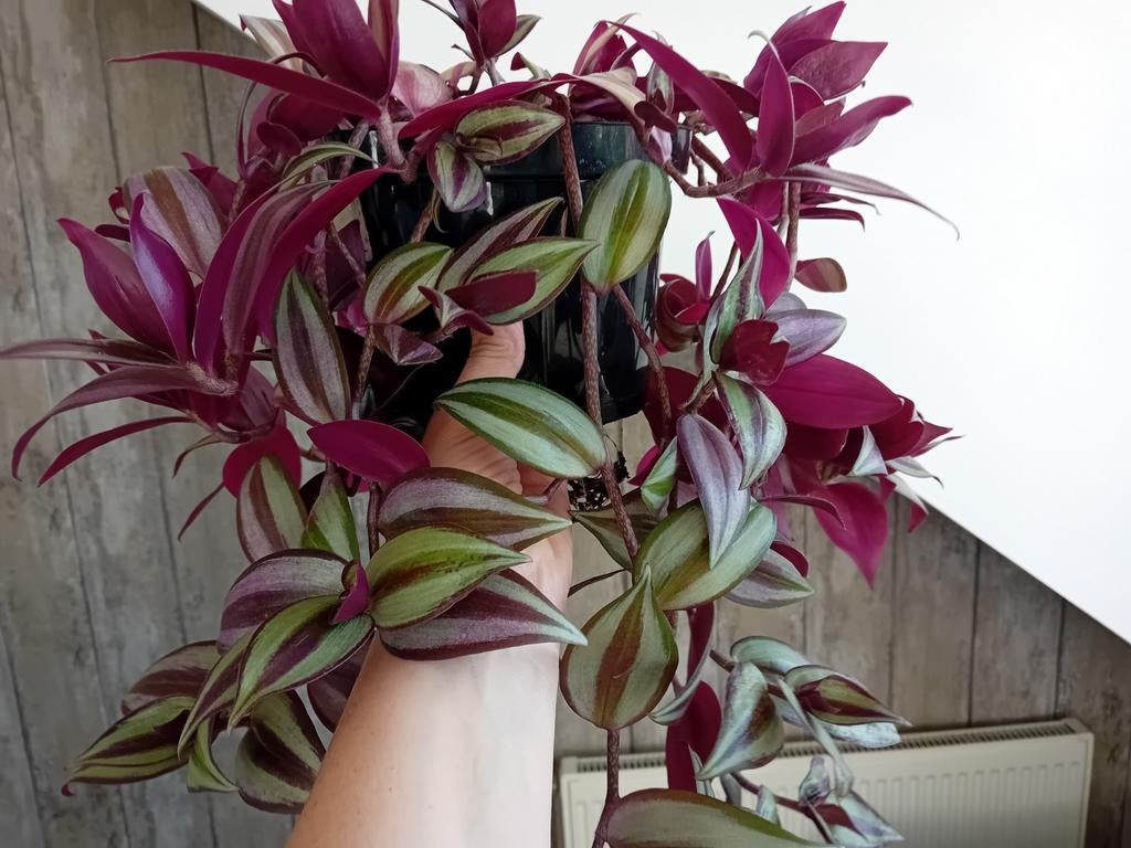 Tradescantia, Huis en Inrichting, Ophalen of Verzenden