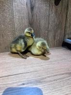 Jong pluimvee, Meerdere dieren, Kip