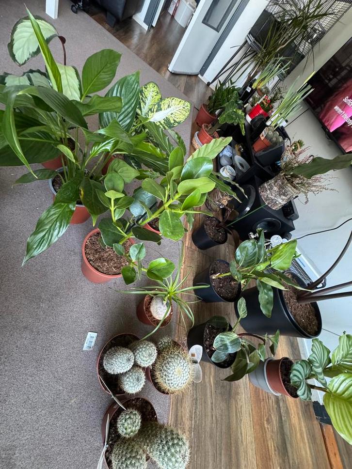 Huis planten SALE, Huis en Inrichting, Kamerplanten, Overige soorten, Minder dan 100 cm, Halfschaduw, Ophalen of Verzenden