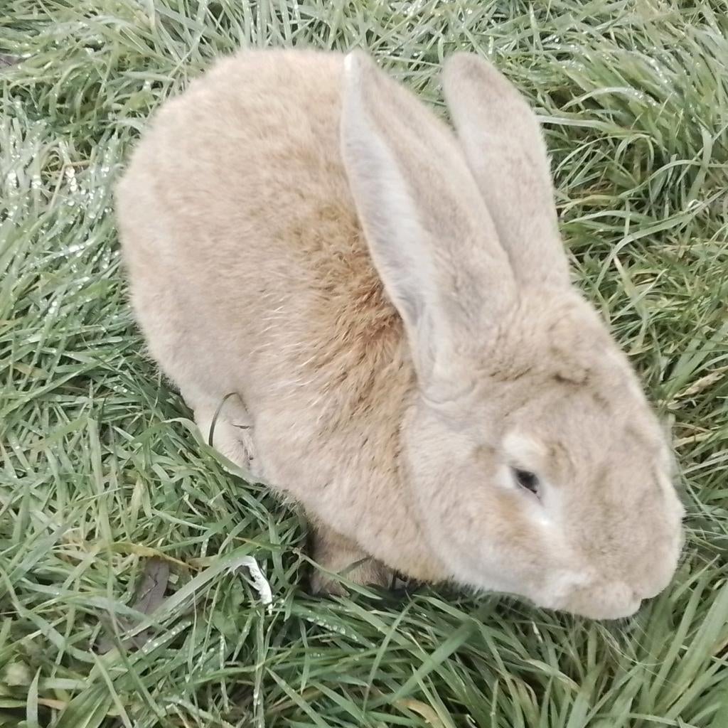 Mooie dekram, Mannelijk, Groot, 0 tot 2 jaar
