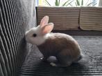 Lief jong konijn, met blauwe ogen, Dieren en Toebehoren, Konijnen, Mannelijk, 0 tot 2 jaar