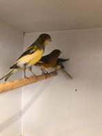 Div aan kanaries, Meerdere dieren, Kleurkanarie