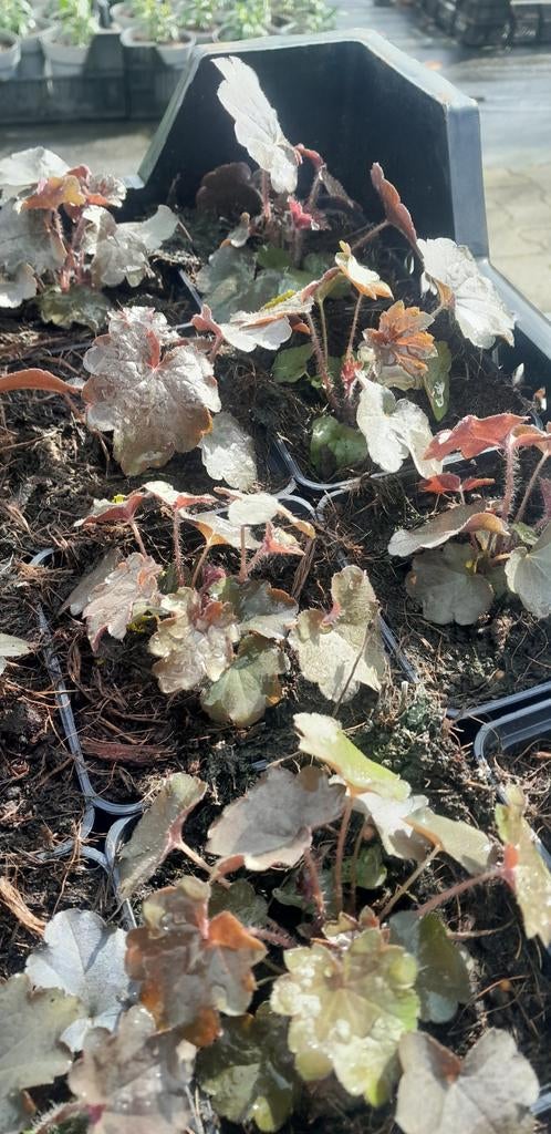 Heuchera Paris Purple purperklokje, Tuin en Terras, Ophalen of Verzenden