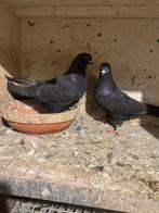 Hoogvliegers, Dieren en Toebehoren, Vogels | Duiven