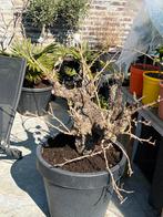 2 schitterende 50 jaar oude grote bonsai achtige druiven!!, Tuin en Terras, Planten | Fruitbomen, Ophalen, Lente, Overige soorten