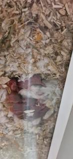 Jonge  dwerghamsters, Dieren en Toebehoren, Knaagdieren, Maart, Meerdere dieren, Hamster