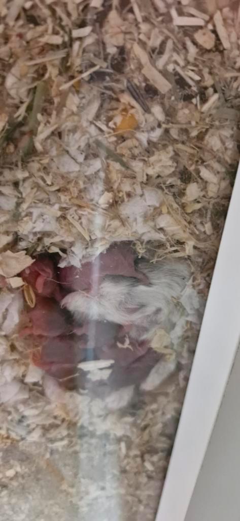 Jonge  dwerghamsters, Dieren en Toebehoren, Knaagdieren, Meerdere dieren, Hamster, Maart