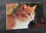 Snoezig portret rood wit katje - Whiskas, Verzenden, 1980 tot heden, Ongelopen, Hond of Kat
