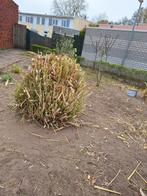 4 stuk Panpas gras gesnoeid, Ophalen, Siergrassen, Volle zon