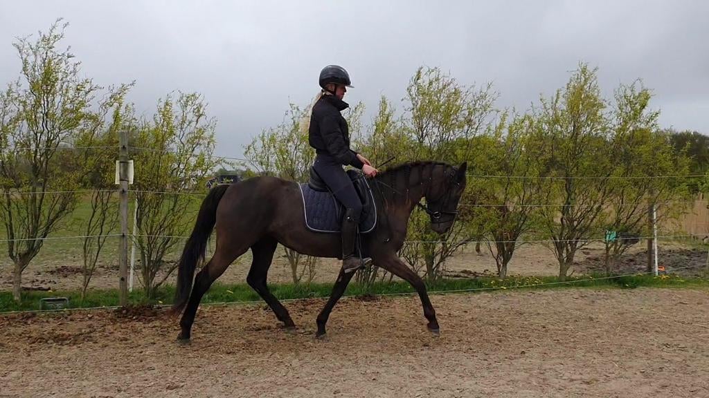 Practige welsh WPBR D maat, Ophalen of Verzenden