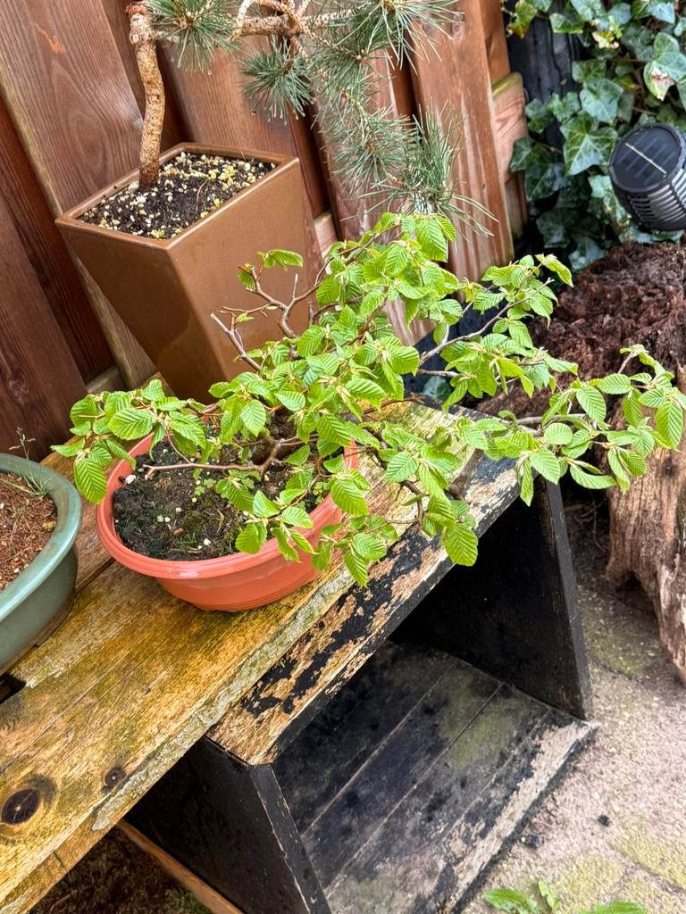 Pre bonsai Carpinus cascade, Overige soorten, Vaste plant, Ophalen of Verzenden, Bloeit niet