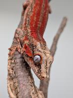 FOR HOUTEN Gargoyle gecko red stripe PAIR, Hagedis, 0 tot 2 jaar