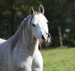 Arabische volbloed ruinen, Minder dan 160 cm, Met stamboom, Ruin, Niet van toepassing
