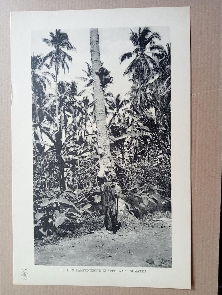 Foto gravure Nederlands Indië Sumatra 1910, Ophalen of Verzenden