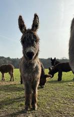ezel hengst veulen/ mini poitou, Dieren en Toebehoren, Overige Dieren, Juni, Mannelijk