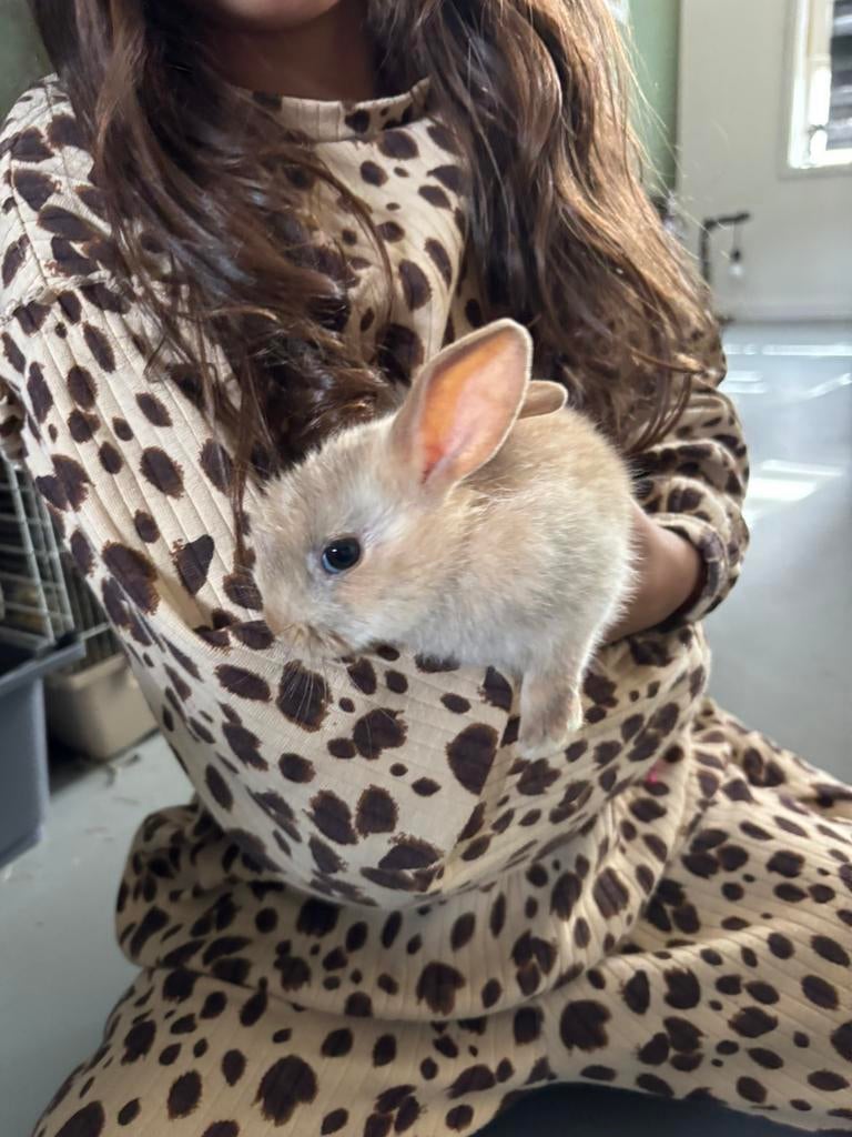 Gratis af te halen jong konijntje geboren 14-02-2026, Dieren en Toebehoren, Knaagdieren, Geslacht onbekend, Overige typen, Februari