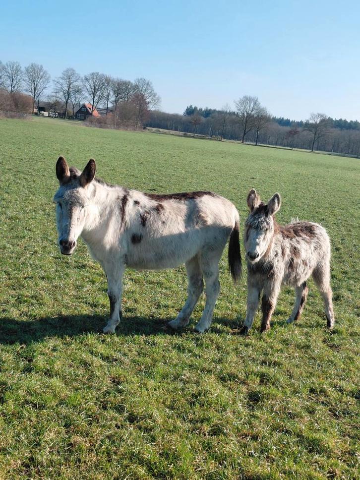 Te koop grote bonte ezel en merrieveulen, Dieren en Toebehoren, Overige Dieren, Meerdere dieren, Mei