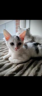 Prachtige kitten Maine Coon x, Dieren en Toebehoren, Poes, Ontwormd, 0 tot 2 jaar