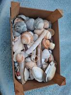 Kisje schelpen, Ophalen of Verzenden, Meerdere media