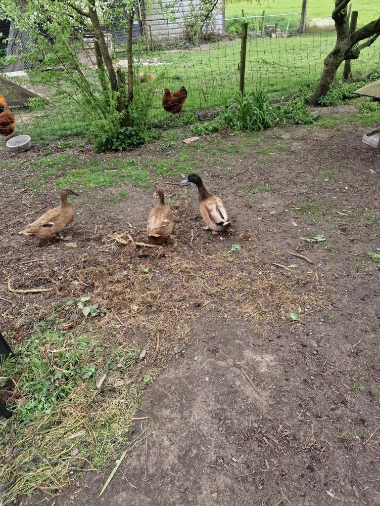 Te koop broedeieren van de khaki campbell eenden, Dieren en Toebehoren, Pluimvee, Geslacht onbekend, Eend