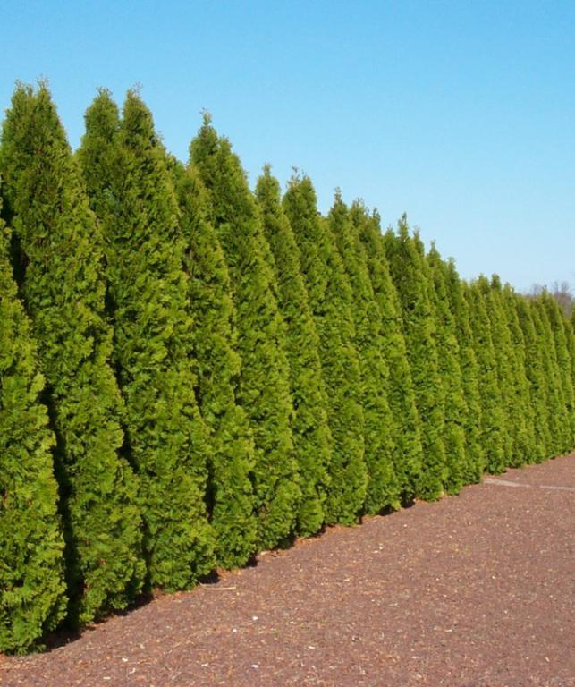 Coniferen Thuja Smaragd, Tuin en Terras, Planten | Bomen, Bloeit niet, Halfschaduw, 100 tot 250 cm, Overige soorten